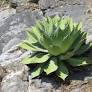 Agave cupreata