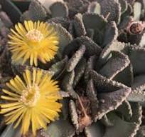 Cheiridopsis herrei SB1547 - Mesa Garden