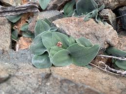 Drimia platyphylla
