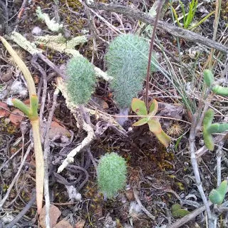 Eriospermum paradoxum
