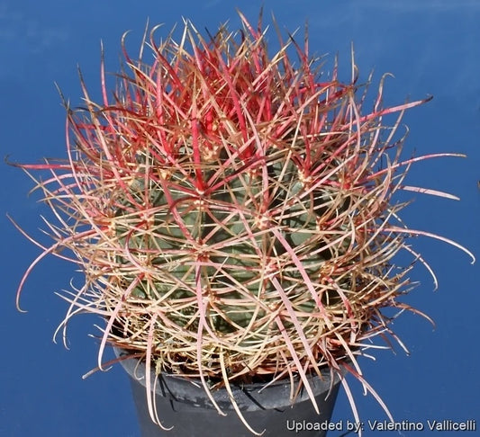 Ferocactus acanthodes