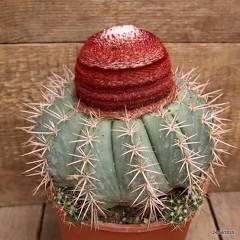 Melocactus concinnus