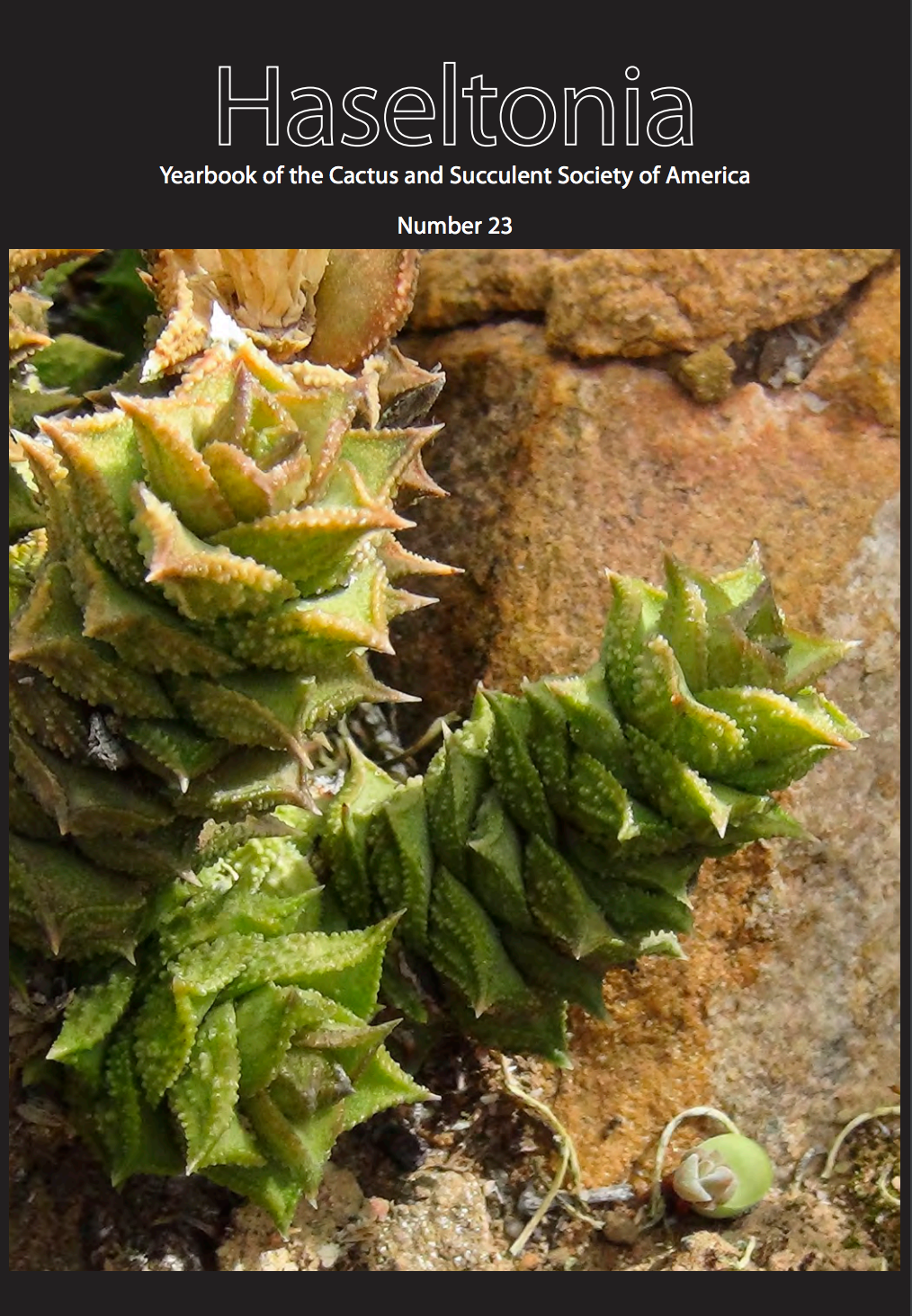 Haseltonia 23