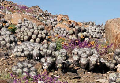 Pre-Order - Copiapoa - A Comprehensive Review of the Genus and Habitat Guide