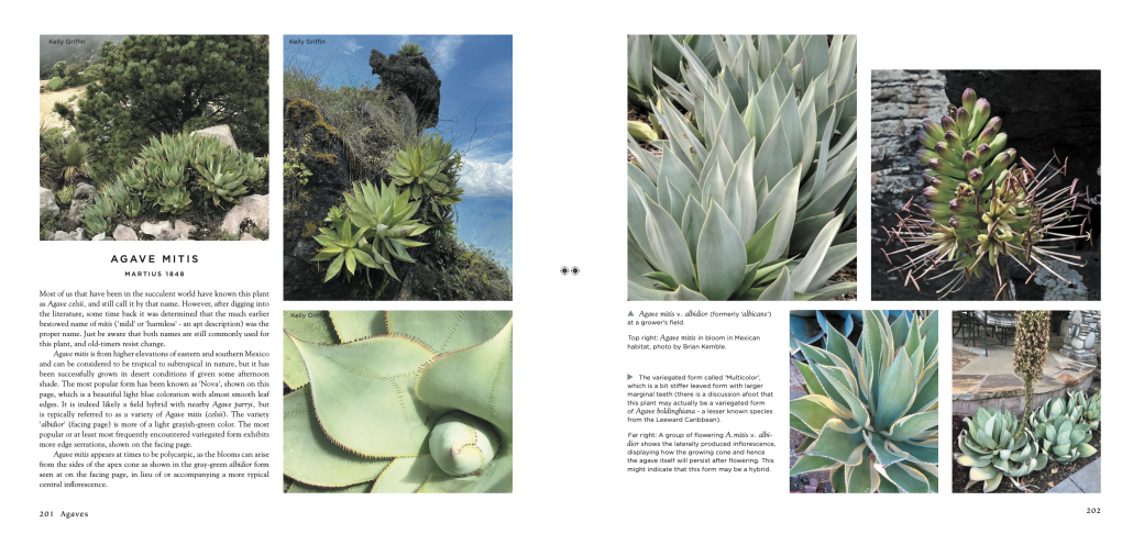 Agaves - Species, Cultivars, & Hybrids Agaves - Species, Cultivars, & Hybrids