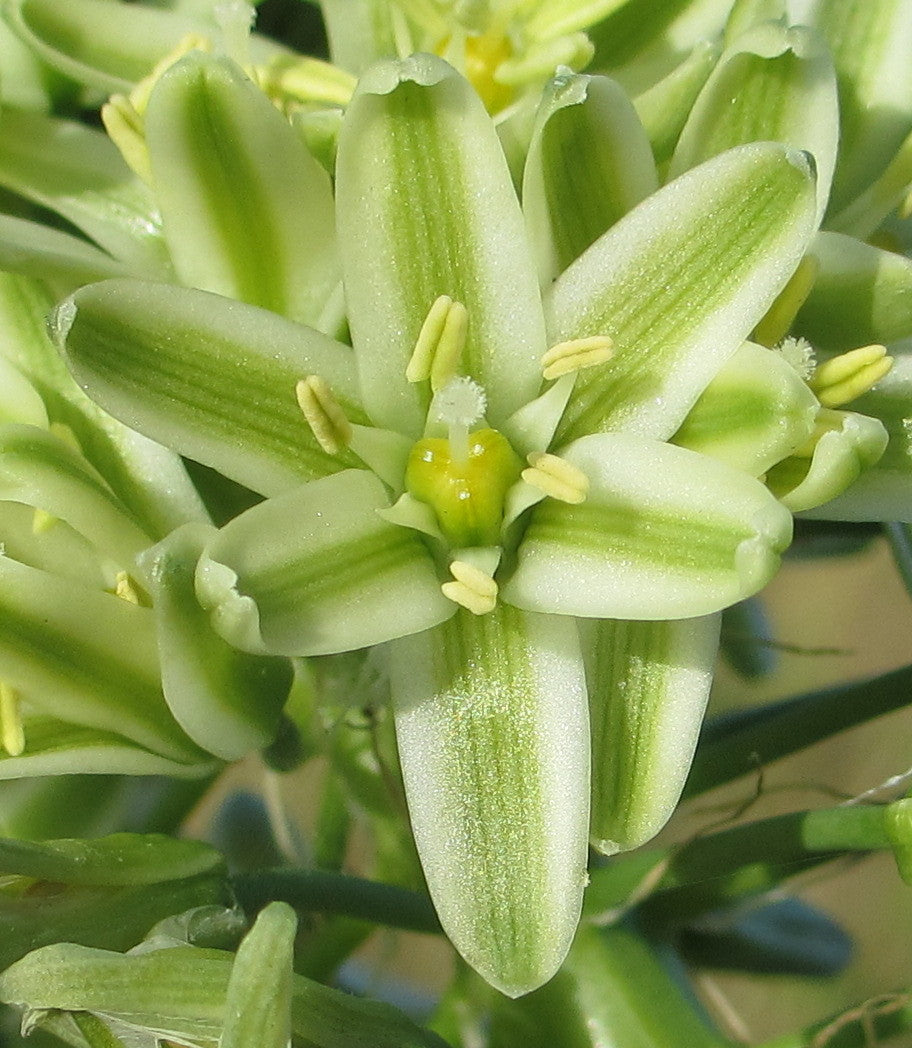 Albuca bracteata [10]