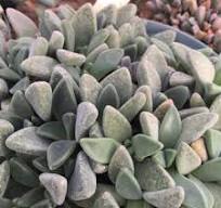 Argyroderma ringens  SB613 - Mesa Garden