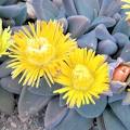 Argyroderma crateriforme  PV248 - Mesa Garden