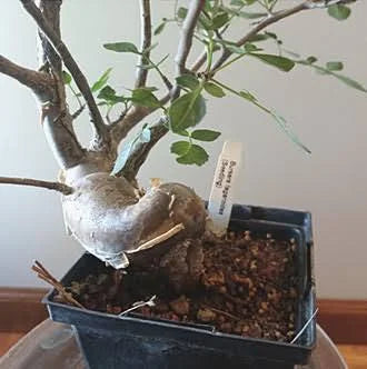 Bursera fagaroides [5]