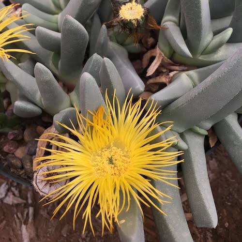Cheiridopsis denticulata  SB2306 - Mesa Garden