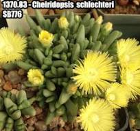 Cheiridopsis schlechteri  SB776 - Mesa Garden