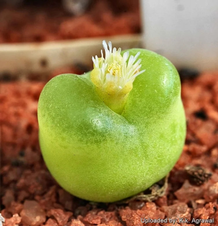 Conophytum maughanii ssp latum MRO 72