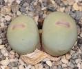 Conophytum calculus ssp vanzylii