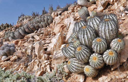 Pre-Order - Copiapoa - A Comprehensive Review of the Genus and Habitat Guide