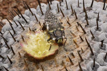 Pre-Order - Copiapoa - A Comprehensive Review of the Genus and Habitat Guide