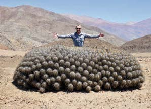 Pre-Order - Copiapoa - A Comprehensive Review of the Genus and Habitat Guide