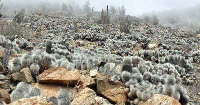Pre-Order - Copiapoa - A Comprehensive Review of the Genus and Habitat Guide