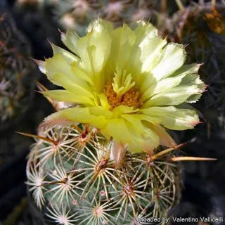 Coryphantha echinoidea