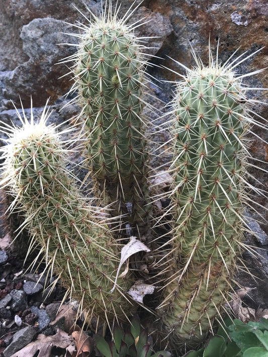 Echinocereus ledingii