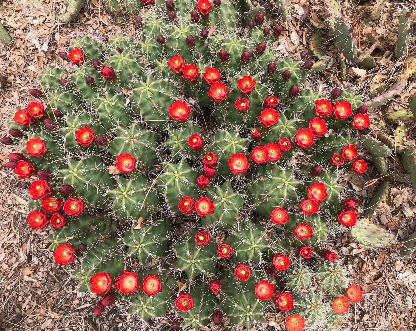 Echinocereus triglochidiatus