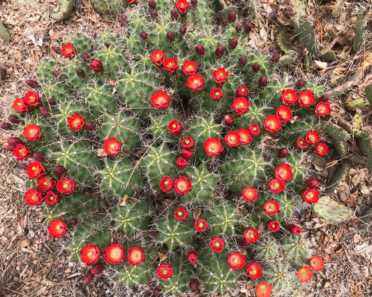 Echinocereus triglochidiatus