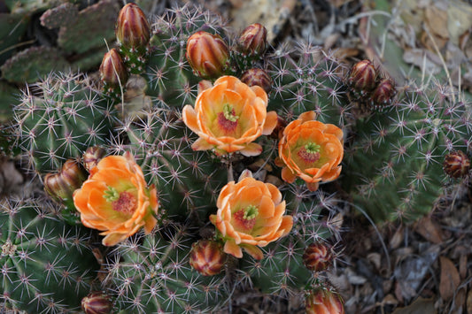 Echinocereus x roetteri SB 993 - Mesa Garden