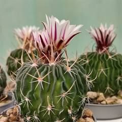 Echinofossulocactus obvallatus