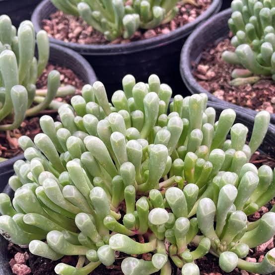 Fenestraria aurantiaca MRO 79