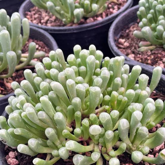 Fenestraria aurantiaca MRO 79
