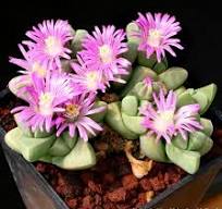 Gibbaeum petrense  SB648 - Mesa Garden