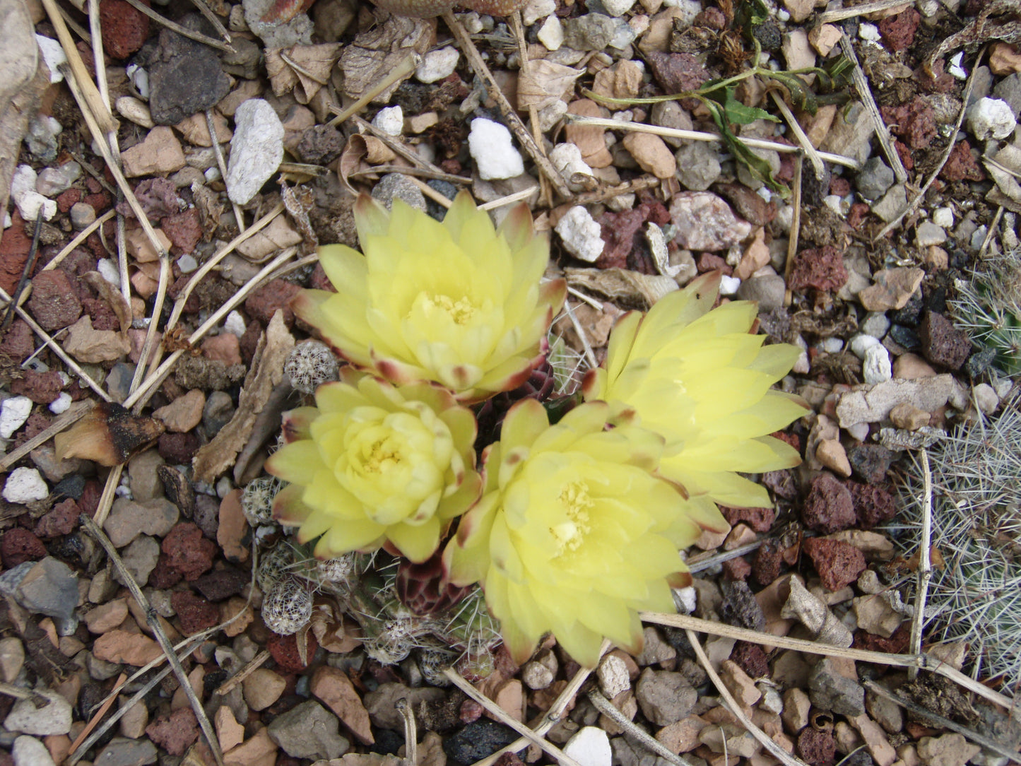 Gymnocalycium andreae - Mesa Garden
