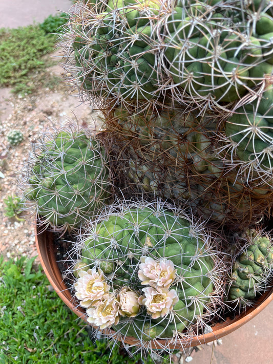 Gymnocalycium saglionis