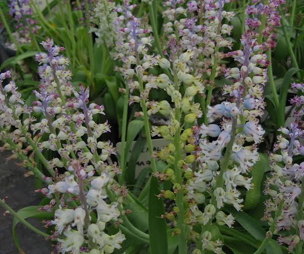 Lachenalia mediana [10]