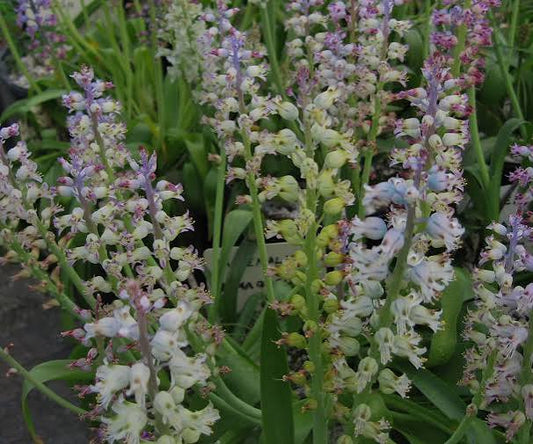 Lachenalia mediana [10]