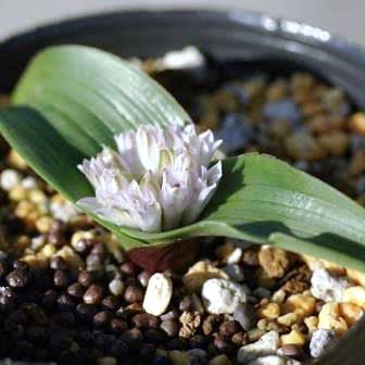 Lachenalia calicola [5]