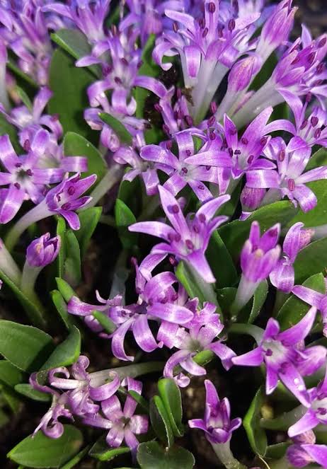 Lachenalia ensifolia (pink) [5]