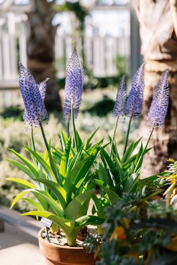 Lachenalia madeira [10]