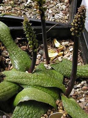 Lachenalia nervosa [10]