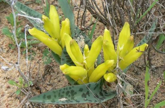 Lachenalia reflexa [10]