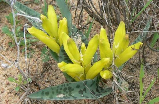 Lachenalia reflexa [10]