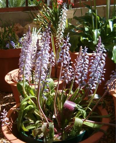 Lachenalia unicolor [10]