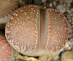 Lithops villetii ssp deboeri  C231 - Mesa Garden
