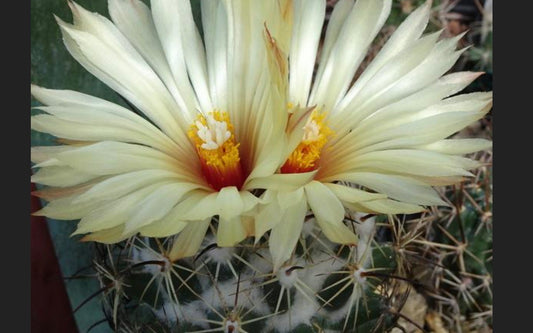 Coryphantha pallida