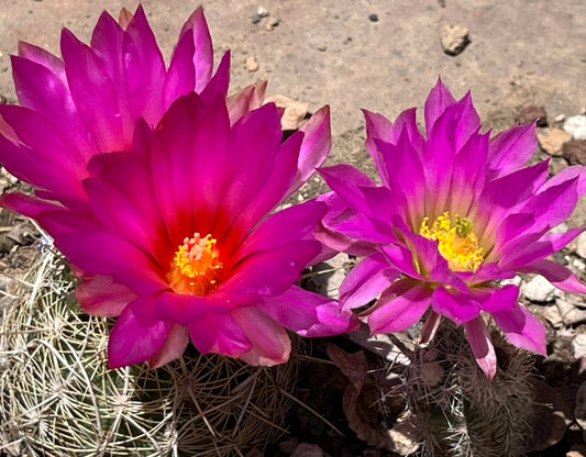 Thelocactus bicolor ssp flavidispinus [10]