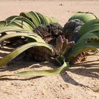 Welwitschia mirabilis