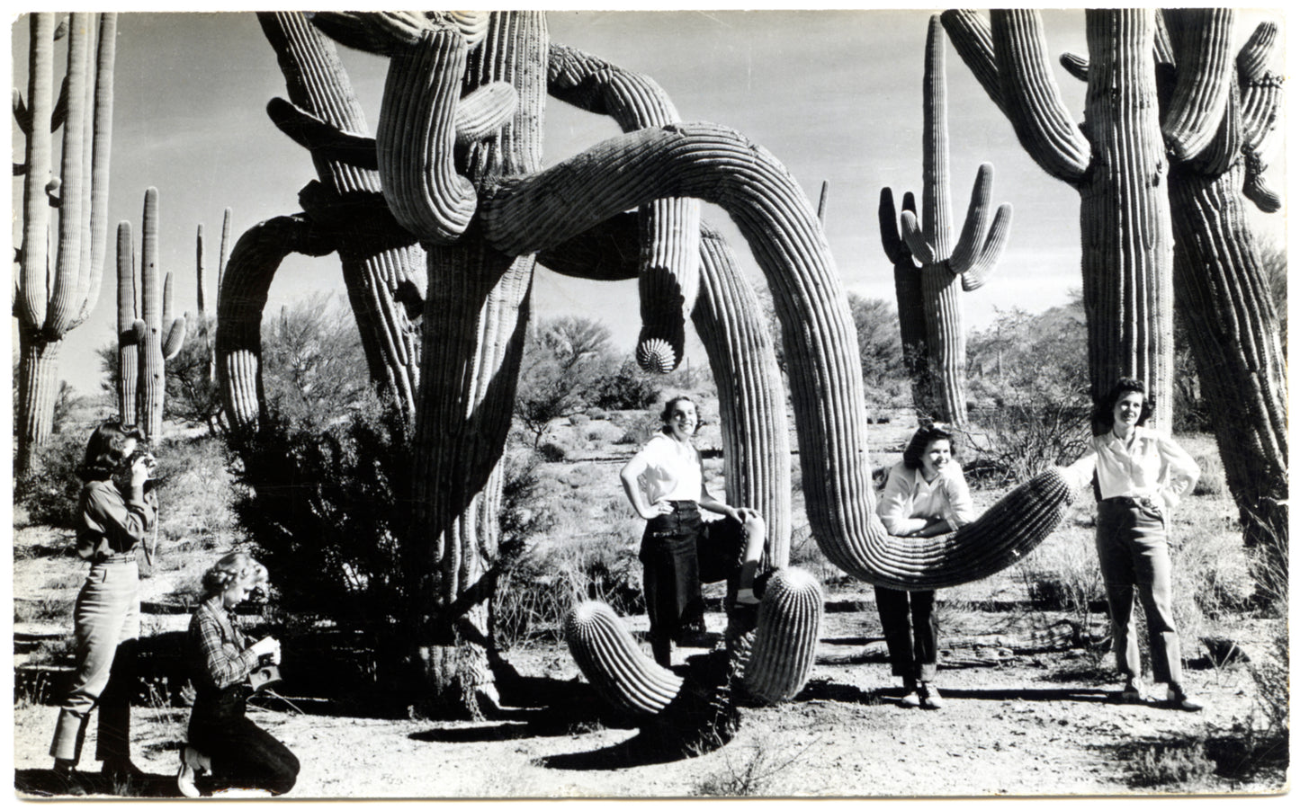 "In the Arms of Saguaros - Iconography of the Giant Cactus"